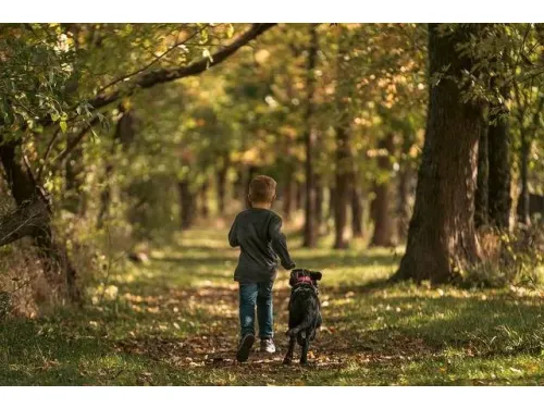 10 najlepszych ras psów dla domu z dzieckiem